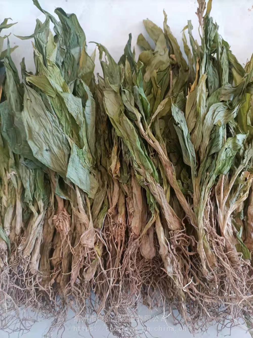 中药材野生羊耳蒜立地好产地