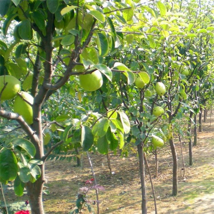 基地批发木瓜果树苗当年结果木瓜小苗工程绿化苗行道树
