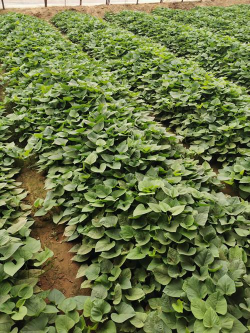 板栗薯苗山东红薯苗基地批发