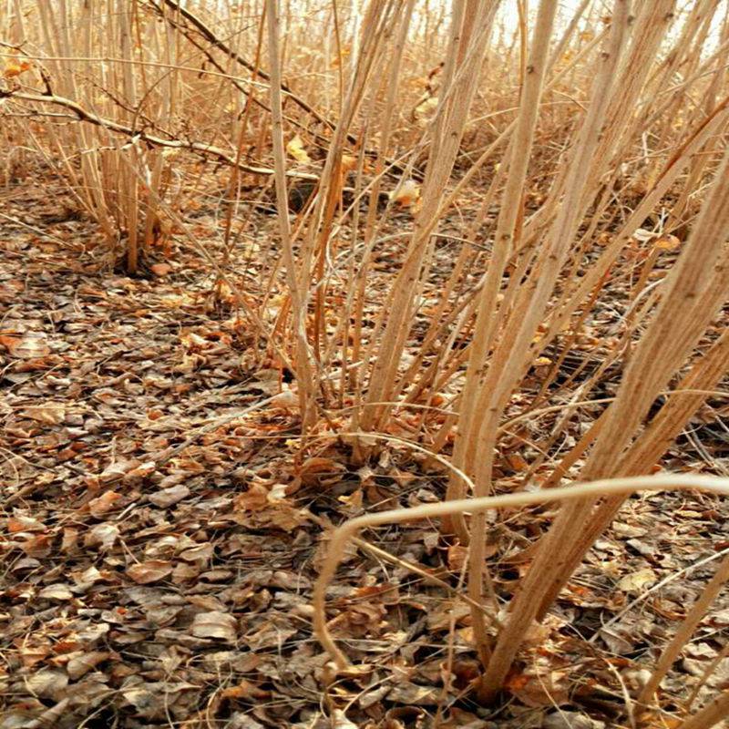 水曲柳一年苗价钱通辽蒙古栎量大送货