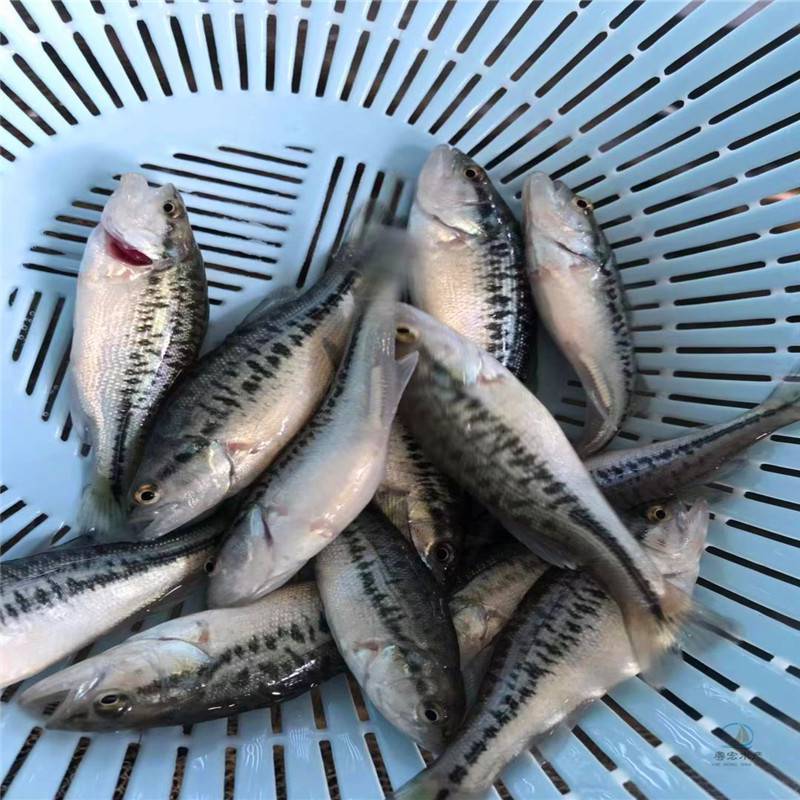 大口黑鲈鱼苗 优鲈1号鱼苗供应商展开生长环境淡水养殖生产方式人工