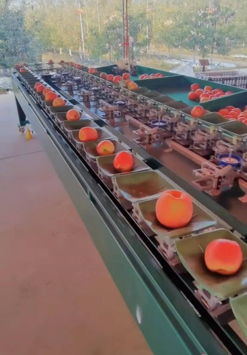 陕西西安洛川苹果分选机自动上果分大小得机器提高产品质量