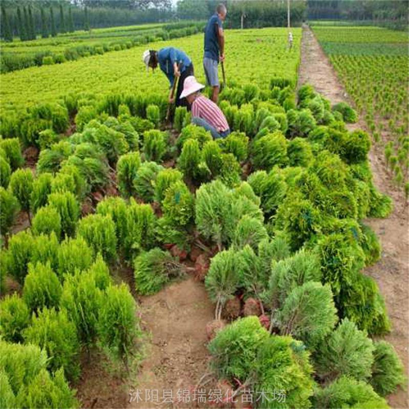 锦瑞苗木 洒金柏球 园林庭院景观造景 行道绿地点缀 露天栽植 观叶