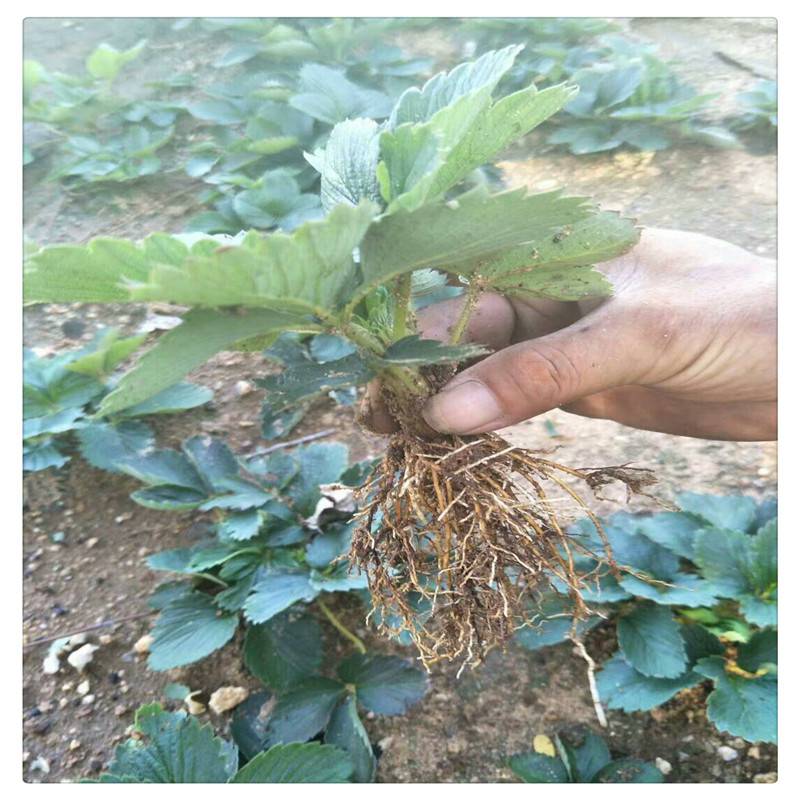 大量销售达赛草莓苗咖啡草莓苗提供管理技术全明星草莓苗