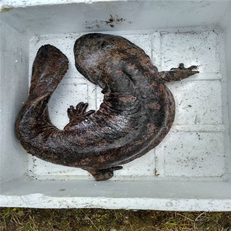 贵州娃娃鱼批发娃娃鱼苗大娃娃鱼苗大鲵苗