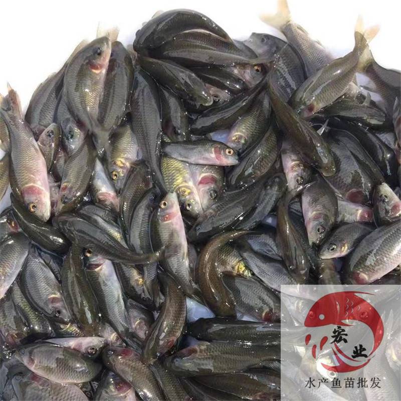 大連禾花魚烏鯉魚圖片