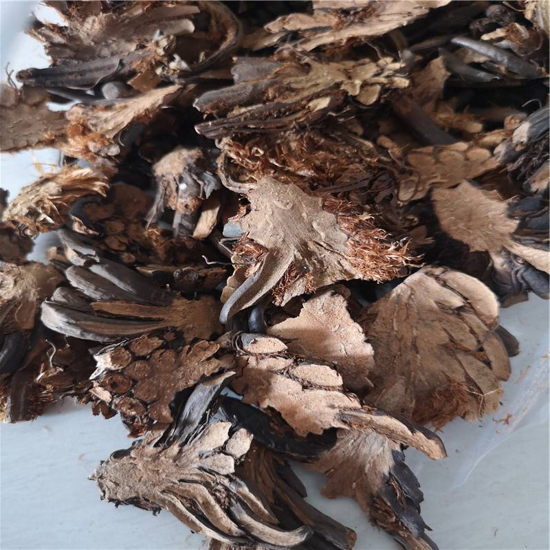 野生绵马贯众贯众的价值绵马贯众价格