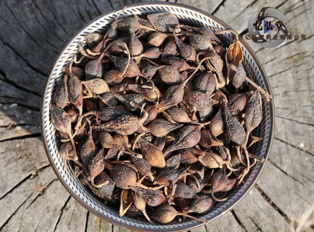 青连翘正宗青连翘的价值供不应求