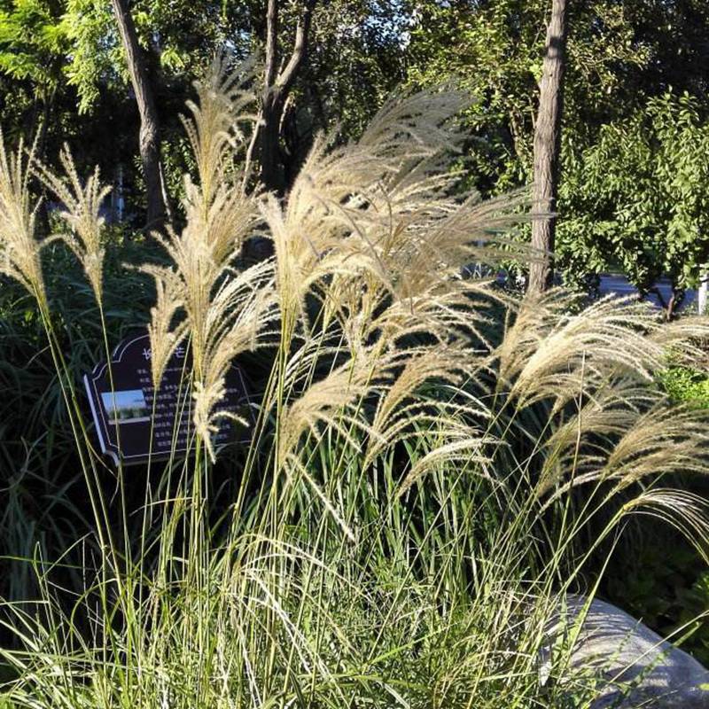 批发野芒草花卉种子野芒草观赏性好景观花籽发芽率高