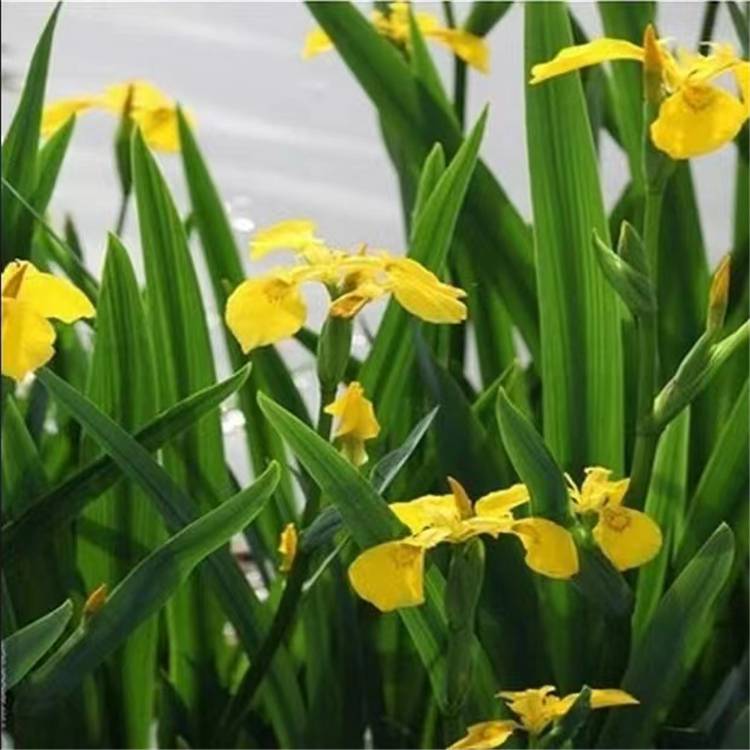 基地出售黄花鸢尾宿根挺水植物池塘水生花卉黄菖蒲黄花鸢尾小苗