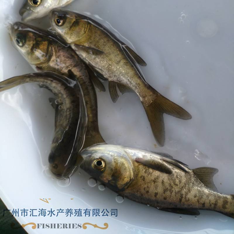 鯉魚苗,鯽魚苗,羅非魚苗,鯧魚苗,鯰魚苗,泥鰍苗,鰻魚苗,黃鱔苗,鱸魚苗