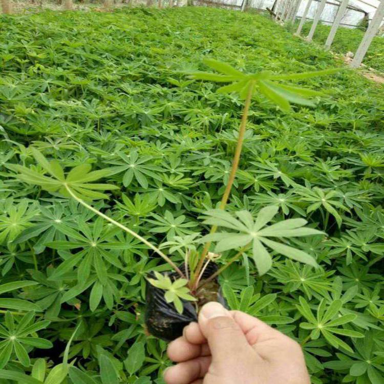 基地供应丛生福禄考 花坛花卉 丛生福禄考小苗培育