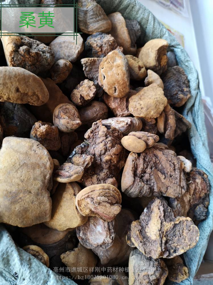 野生桑耳的功效桑耳槐耳桑黄批发