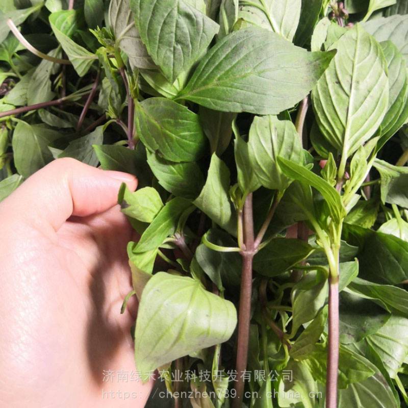 金不換九層塔羅勒葉紫杆越南香料泰國香菜香葉菜多茬收穫