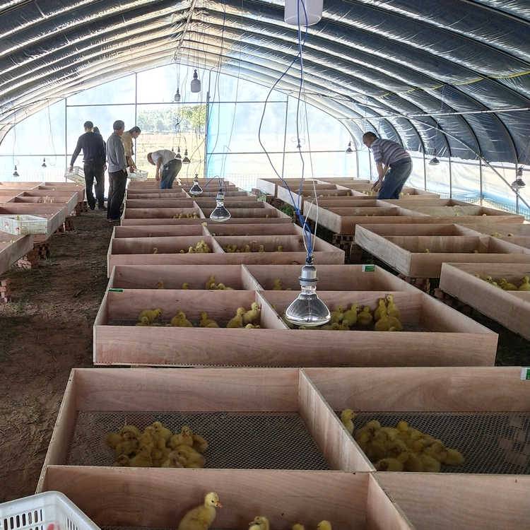 西洼禽业-出苗中,鹅苗送货入户,客户育雏室实拍