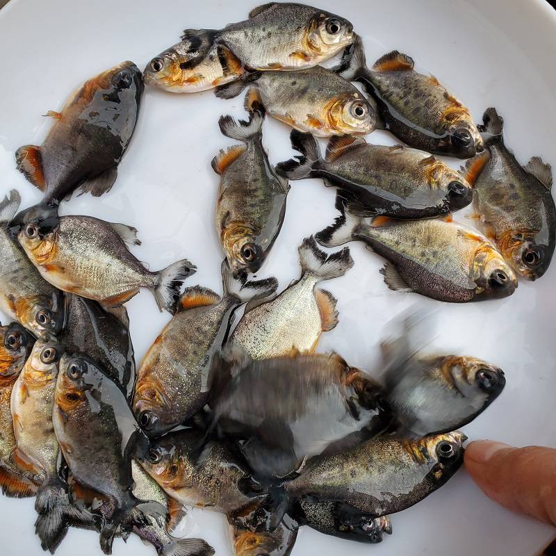 大量供应淡水白鲳鱼苗白鲳鱼苗红鲳鱼苗大量批发白鲳鱼苗