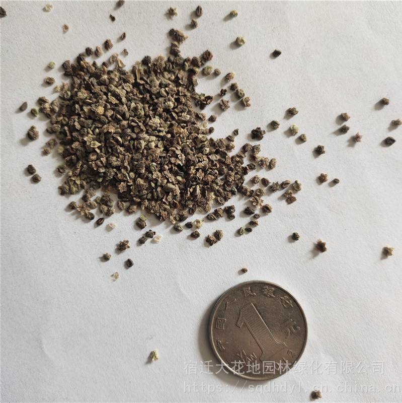 新草花种子红地肤种子发芽率高价格便宜批发价