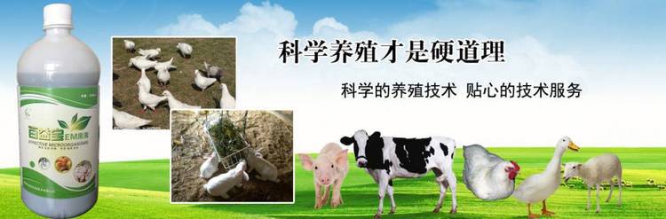 百益宝em原液在养野猪上的应用益生菌养殖野猪促长防病除臭
