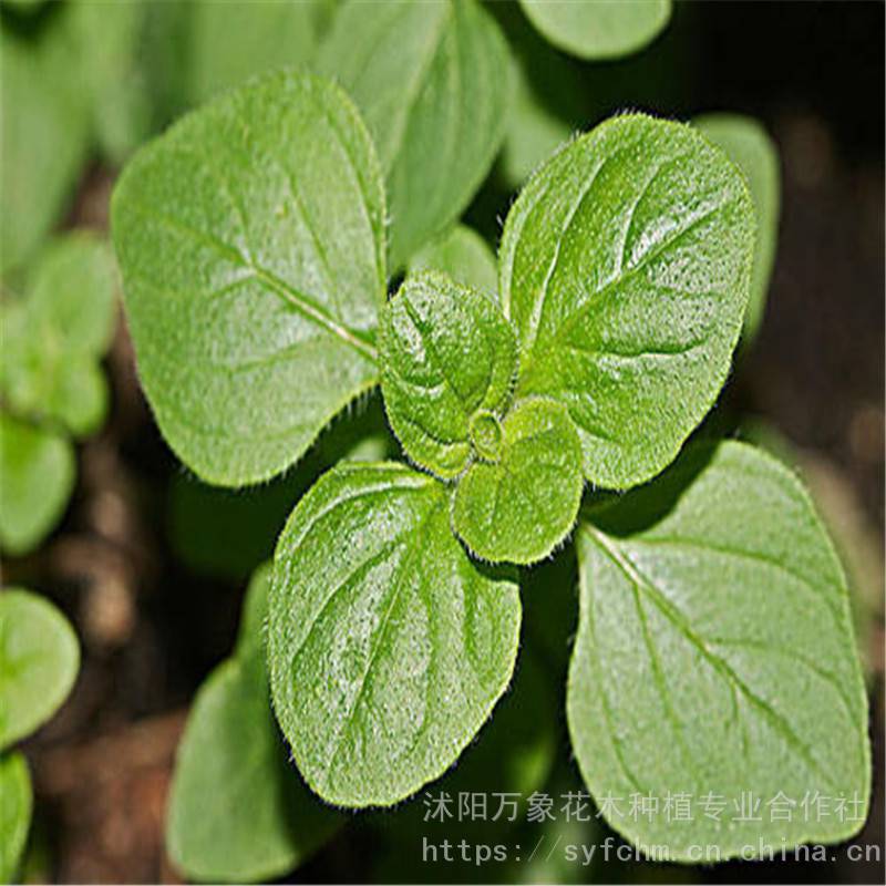 供應地被植物牛至又名奧勒岡草俄力岡葉披薩草蘑菇草