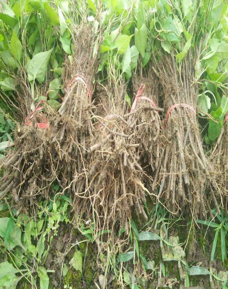 中药材何首乌苗出售何首乌苗哪里的