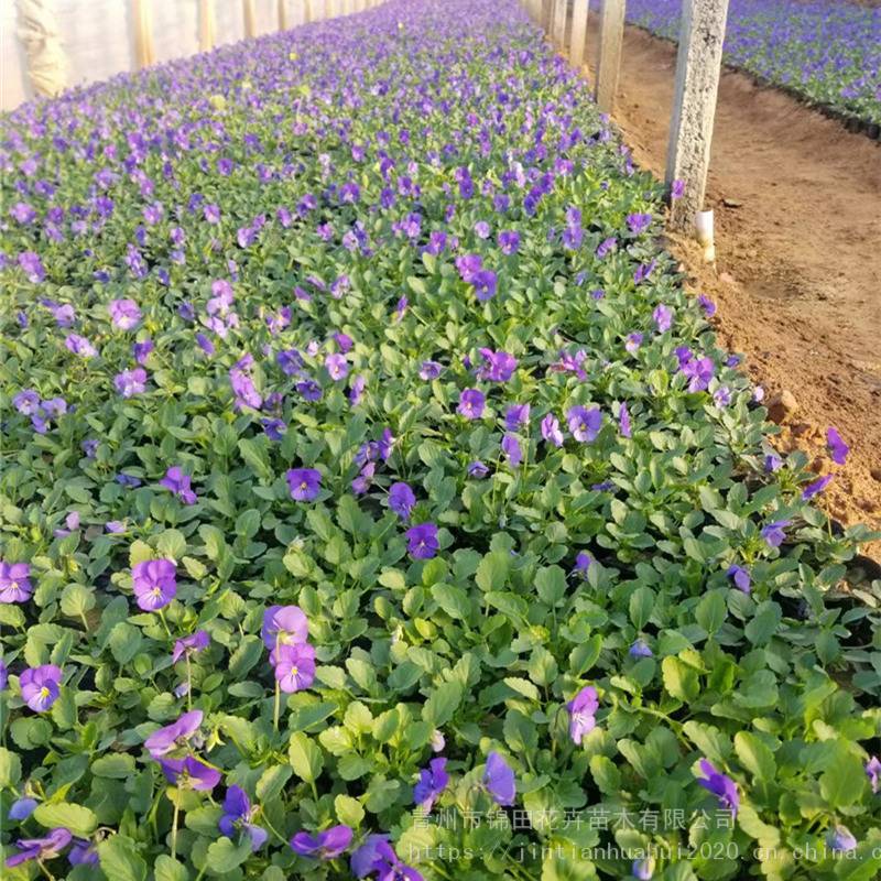 基地供应冬季组摆草花角堇三色堇羽衣甘蓝锦田花卉