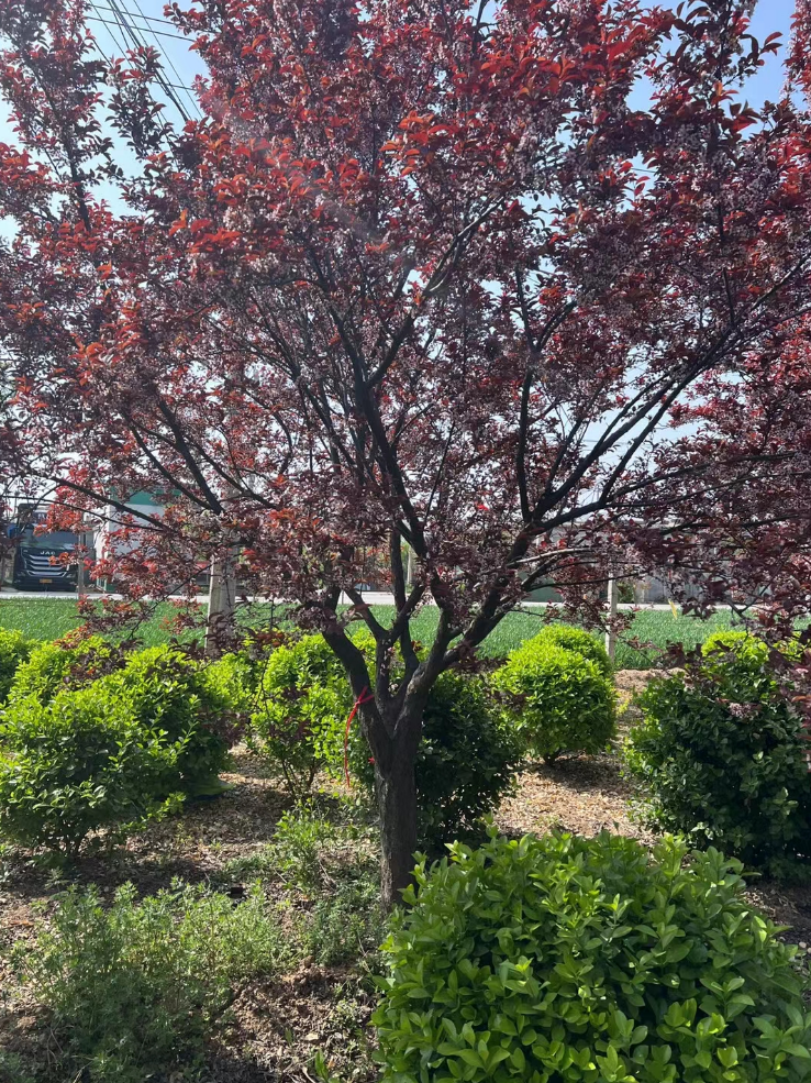 紫叶矮樱 4-5月开花 观赏效果好 生长快 繁殖简便 耐修剪 适应性强