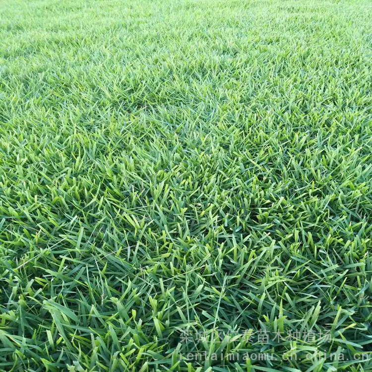 黑麦草草坪多少钱一平方 ***草坪 草皮卷 琉璃苣种子
