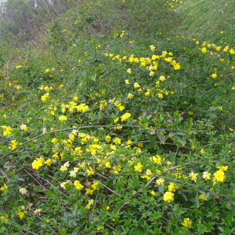 基地迎春大量綠化苗木迎春花苗批發迎春苗圖片