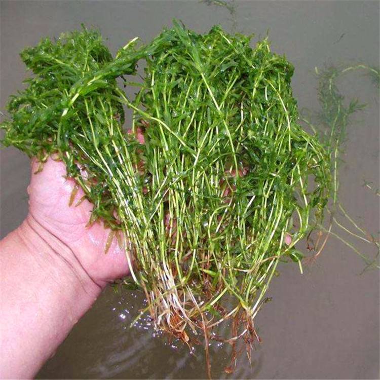 批发水生植物伊乐藻沉水植物水体绿化