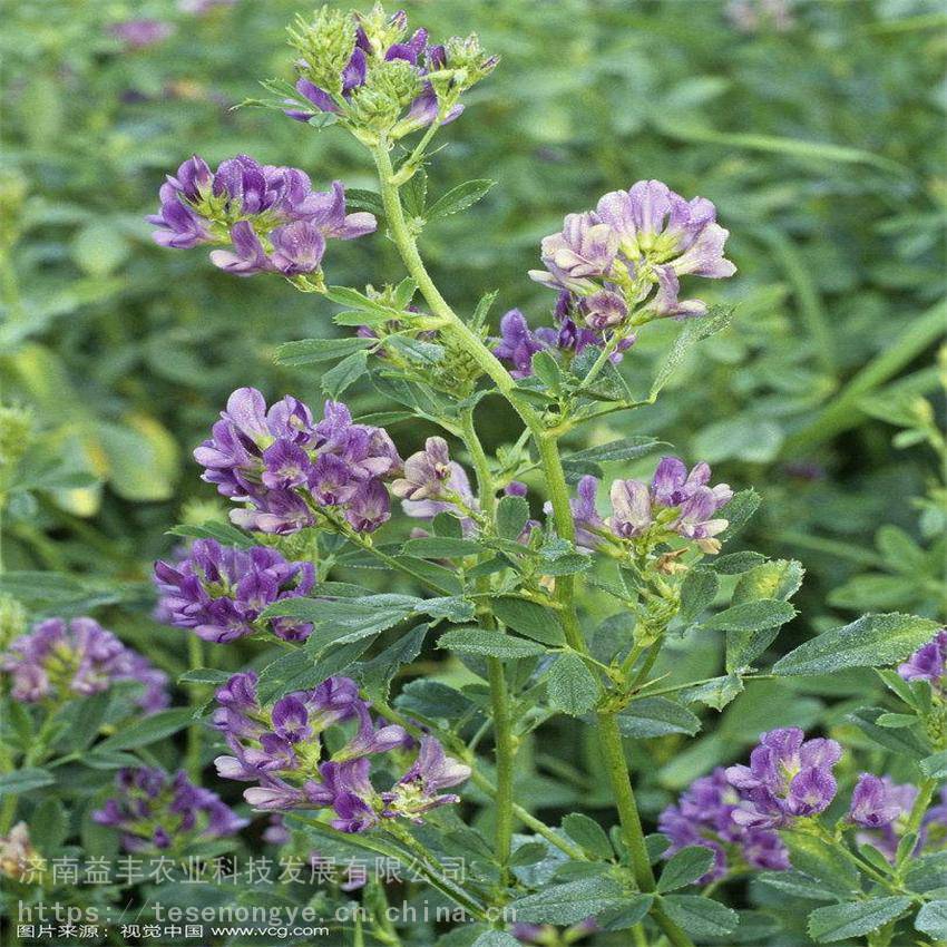 叶量多紫花苜蓿种子出售紫花苜蓿包衣种子欢迎咨询益丰种业价格 中国供应商