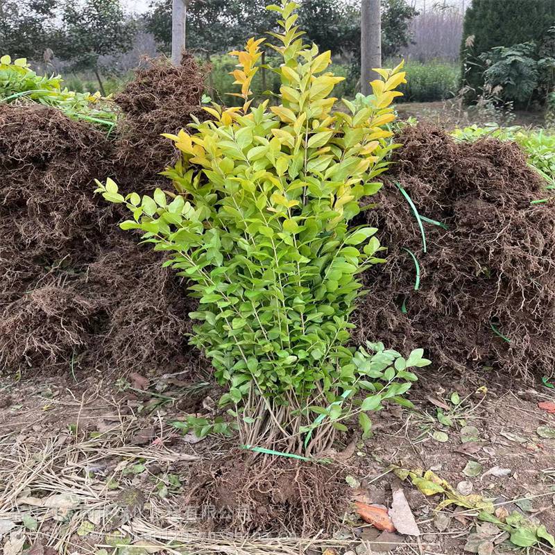 江苏苗圃金叶女贞苗绿篱苗35404550公分2个分支价格报价