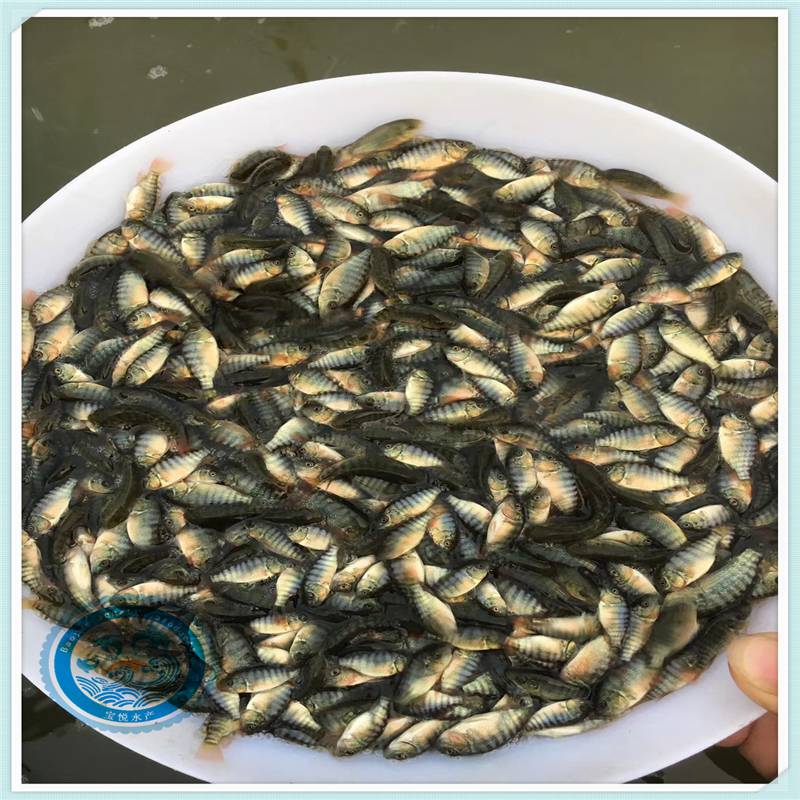 魚苗場珍珠臘羅非魚苗優選羅非魚苗採購