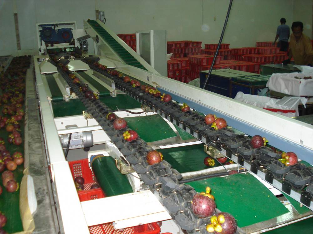 设备 鸡蛋果大小选果机 荔枝重量分级机 manggis选果设备线 分拣机器