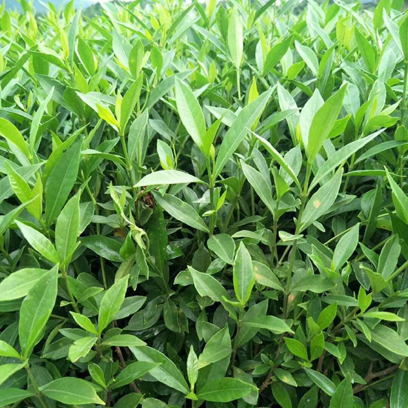 狭叶小叶栀子贵州铜仁生态旅游景点绿化用的花木批发价格