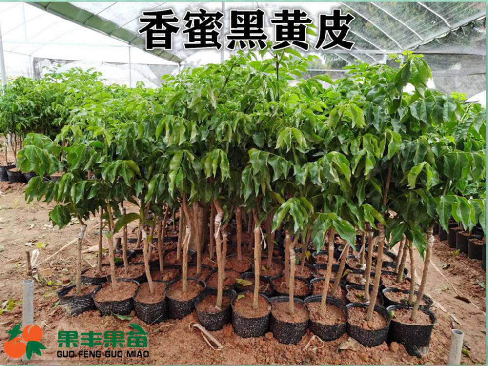广东香蜜黑黄皮黑金刚苗果丰果苗场出售