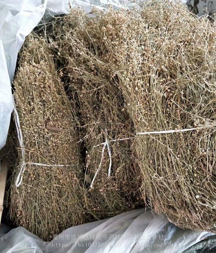 野生四叶莲价格多少钱一公斤质量可靠