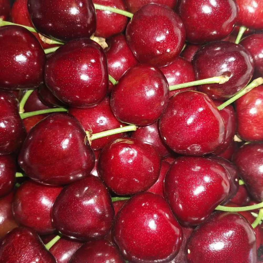 2公分粗岱红樱桃苗基地