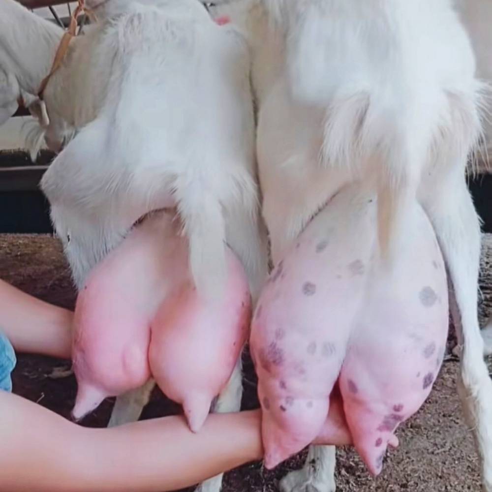 白山羊养殖场出售美国白山羊种公羊活体小羊羔养殖技术及价格