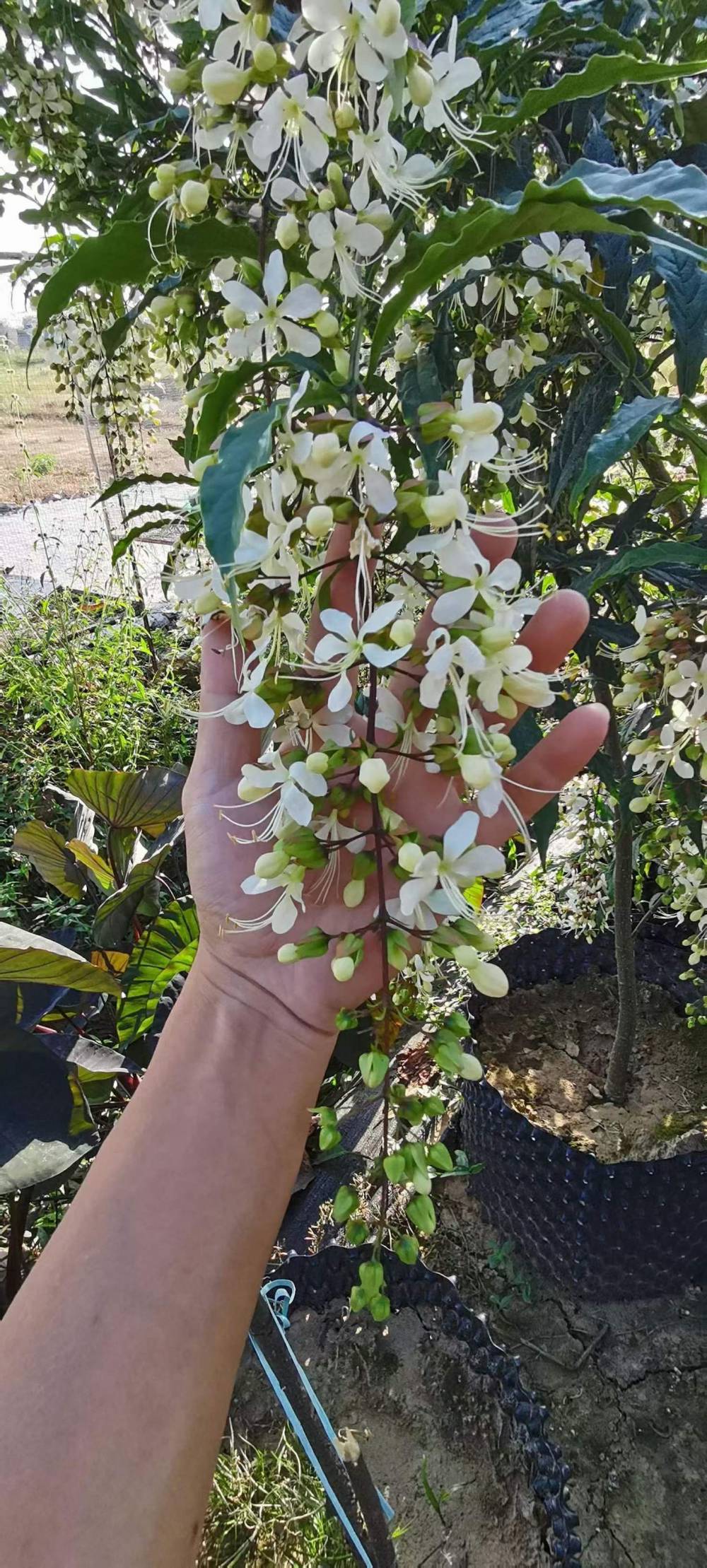 網紅垂絲茉莉垂茉莉花期超長仙氣飄飄清香怡人