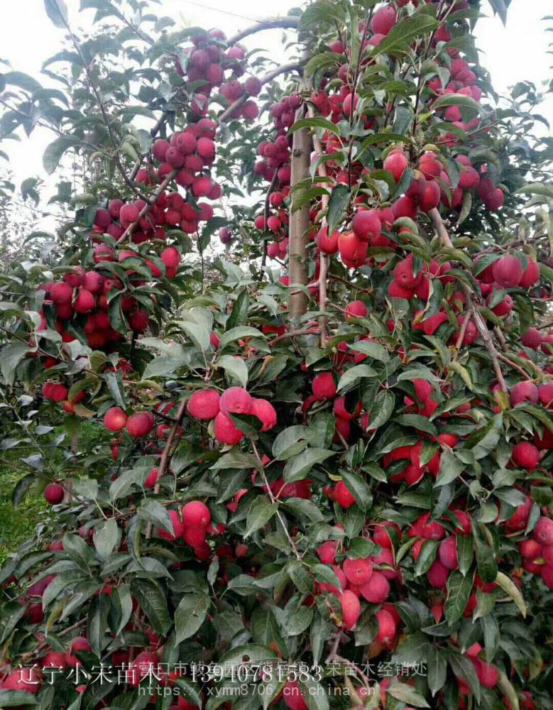 锦绣海棠5公分鸡心果树苗抗寒口感好鸡心果树苗小宋鸡心果树苗报价