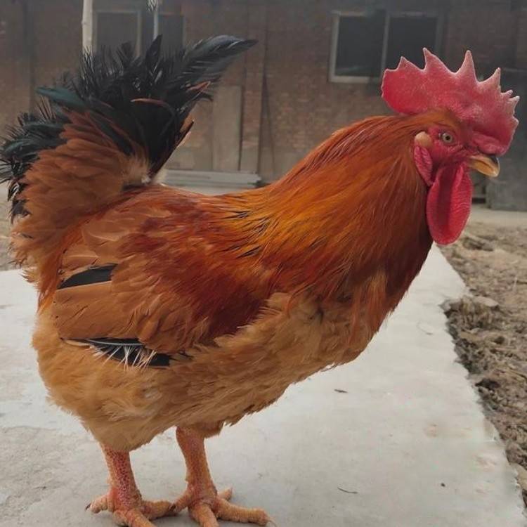 今日麻黄鸡价格广东麻黄公鸡苗新广k9红公鸡苗