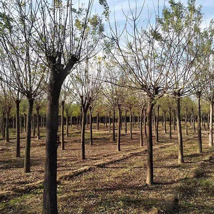 19公分国槐绿化工程国槐金枝国槐基地现挖现卖