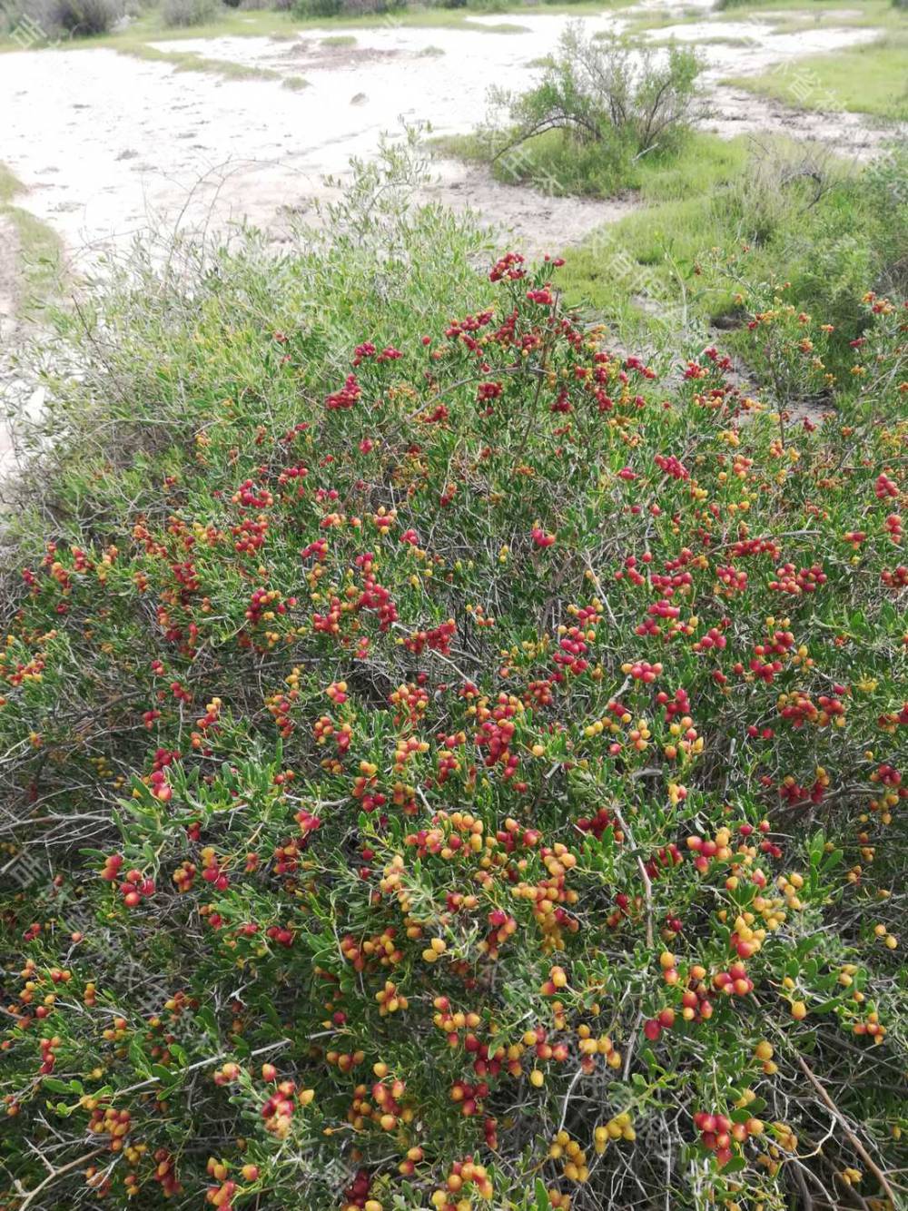 大量批发2年生白刺苗子吉林白刺种子供应商供应40厘米高白刺苗子