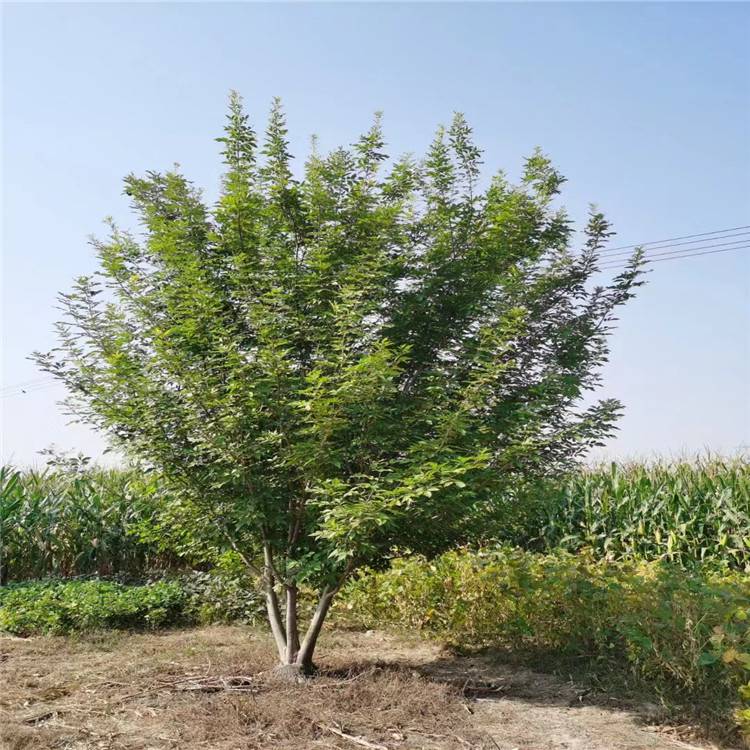 18公分白蜡丛生金叶白蜡行道庭荫观赏树适应性强