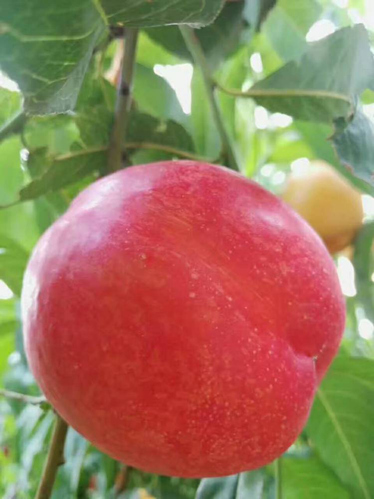 世纪之星2号油桃苗多少钱世纪之星2号油桃苗批发价格