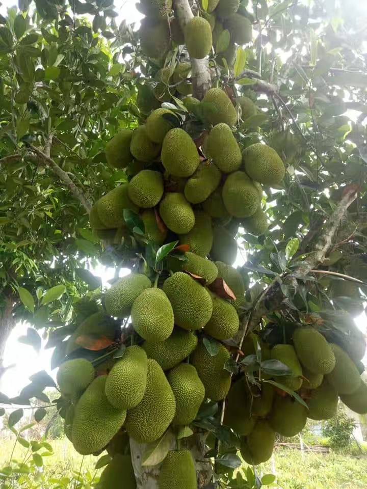 绿邦农业果苗基地泰12号红肉菠萝蜜苗红肉红丝品种干包清甜爽口