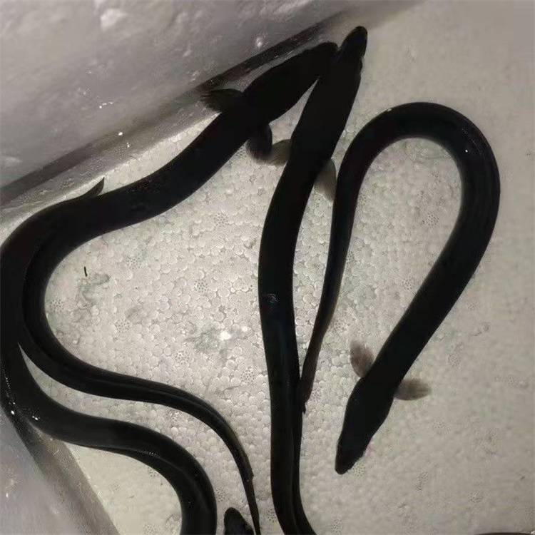 水产种苗澳洲鳗鱼苗淡水养殖花锦鳝鱼白鳗鱼苗