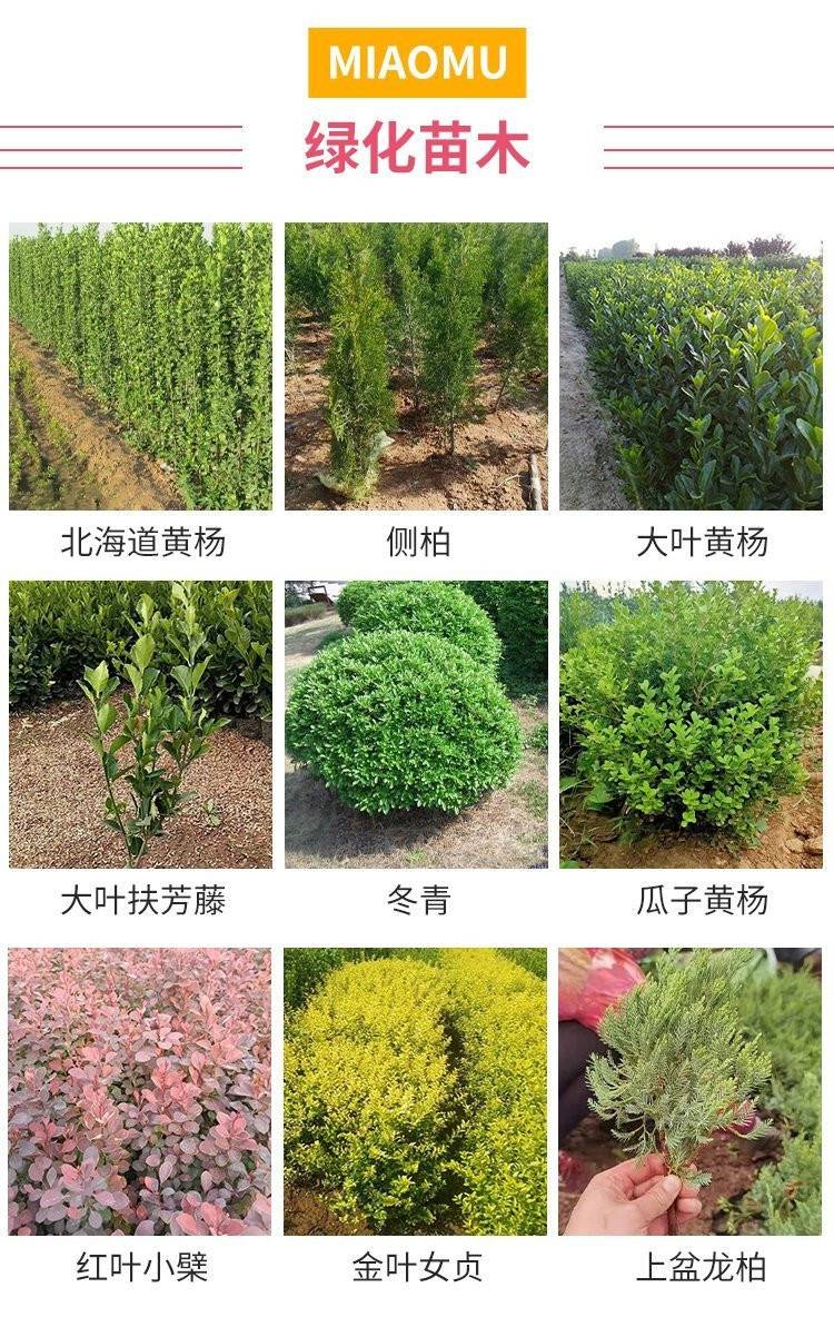 路边绿化植物名称灌木图片