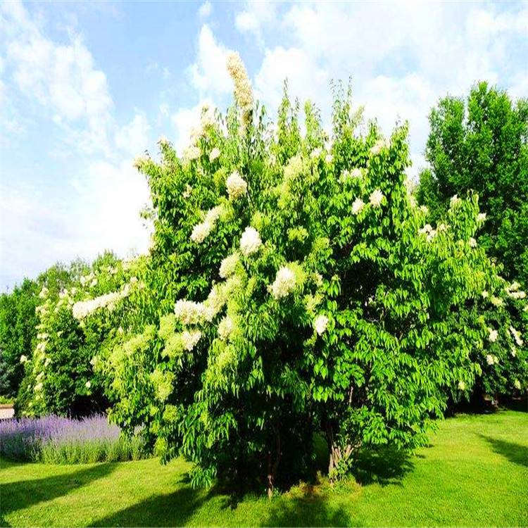 供应暴马丁香白花丁香丛生暴马丁香小苗