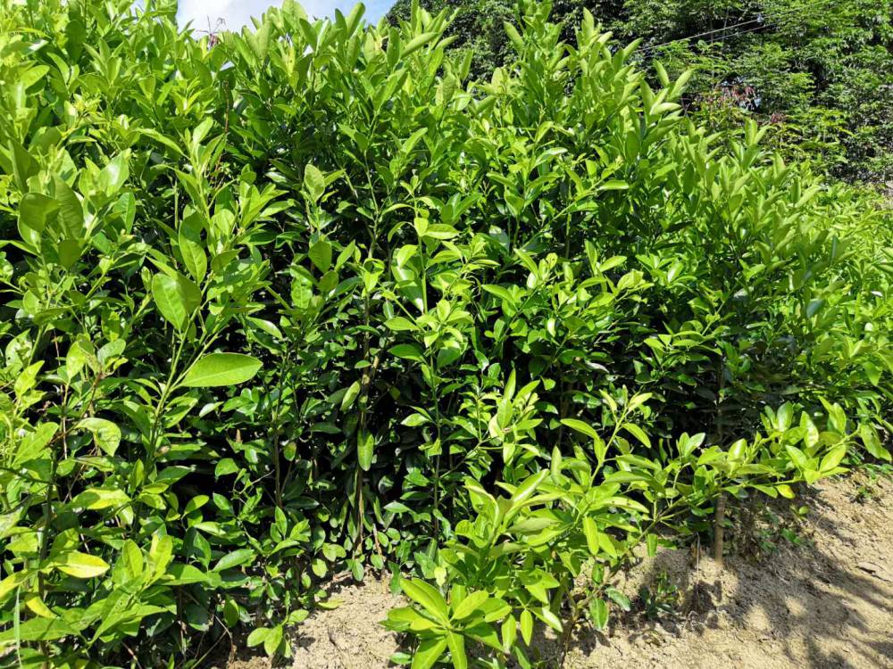 青金桔苗海南公孙桔四季青金桔苗